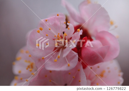 Apricot flowers herald the arrival of spring Apricot flowers herald the arrival of spring 126779822