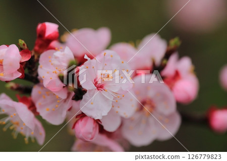Apricot flowers herald the arrival of spring Apricot flowers herald the arrival of spring 126779823