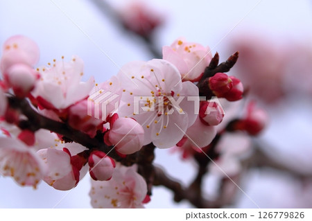 杏花盛開,預示著春天的到來 杏花盛開,預示著春天的到來 126779826
