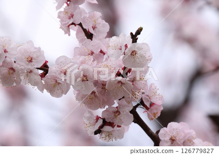杏花盛開,預示著春天的到來 杏花盛開,預示著春天的到來 126779827
