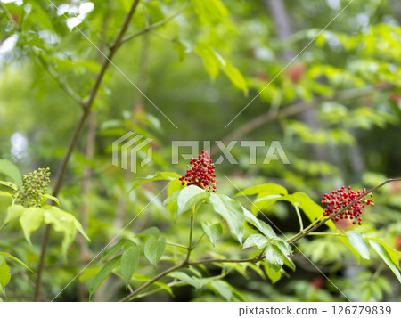 接骨木漿果 紅色 水果 126779839
