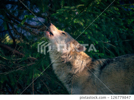 Wolf walking through the forest 126779847