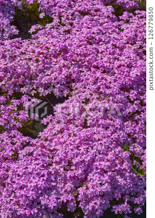 Misa cherry tree in full bloom 126779850