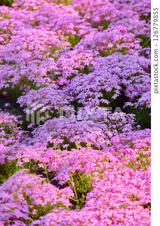 Pale purple phlox flowers Pale purple phlox flowers 126779855