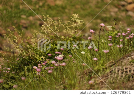 A field of Azumagaeshi flowers found on Happo-one A field of Azumagaeshi flowers found on Happo-one 126779861