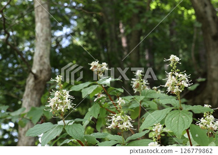 A wide Rhododendron blooming on the edge of a mountain A wide Rhododendron blooming on the edge of a mountain 126779862
