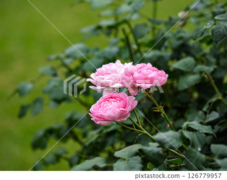 亮粉色玫瑰[巴斯妻子] 126779957