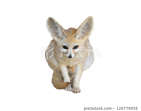 fennec fox isolated on white background 126779958