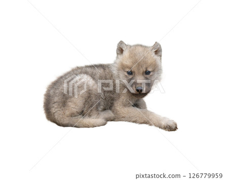 little wolf cub isolated on white background 126779959