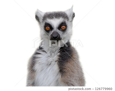 lemur isolated on white background 126779960