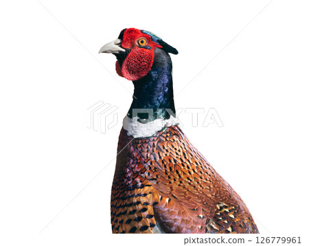 portrait pheasant isolated against white background portrait pheasant isolated against white background 126779961