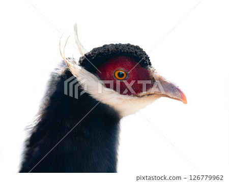 portrait blue eared gray isolated on white background 126779962
