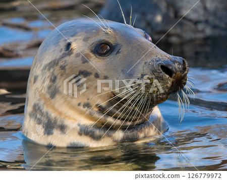portrait of a gray seal on a blurred background 126779972