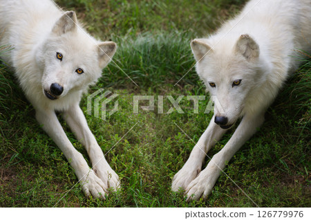 two arctic wolves lying on the grass two arctic wolves lying on the grass 126779976