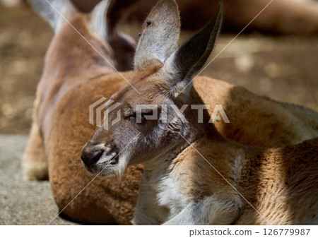 Kangaroo's profile Kangaroo's profile 126779987