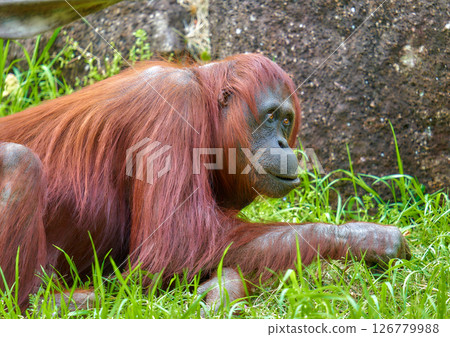 Orangutan eating banana Orangutan eating banana 126779988