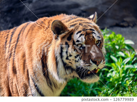 打呵欠的老虎 打呵欠的老虎 126779989