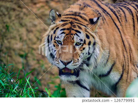 Walking tiger 126779991