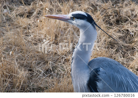 Heron aiming for prey Heron aiming for prey 126780016