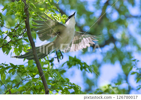 A scene of a blue-tailed magpie flying against a background of fresh greenery 126780017