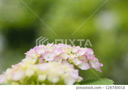 Pink hydrangea Pink hydrangea 126780018