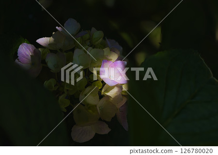 Hydrangea flowers in the spotlight 126780020