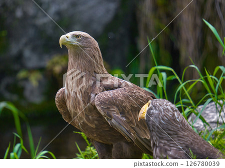 鳳頭沙丁魚瞄準獵物 鳳頭沙丁魚瞄準獵物 126780039