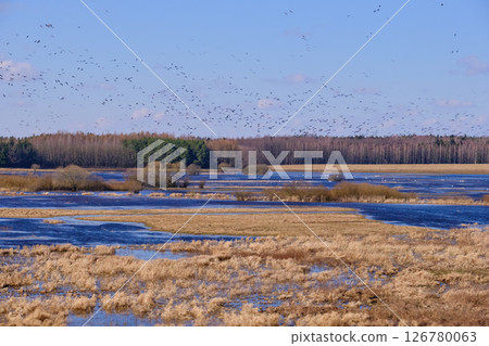 Flooded valley of Narew River in springtime Flooded valley of Narew River in springtime 126780063