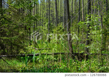 Springtime alder-bog sunny forest with standing water 126780066