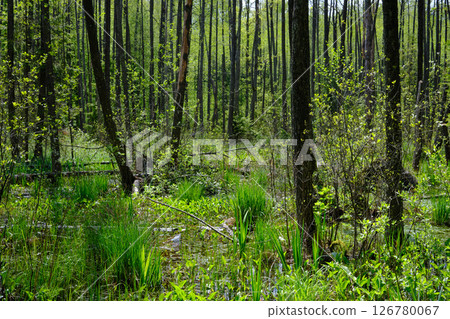 Springtime alder-bog sunny forest with standing water Springtime alder-bog sunny forest with standing water 126780067