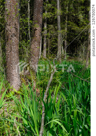 Springtime alder-bog sunny forest with standing water 126780074