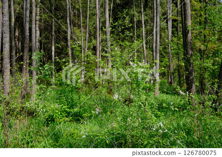 Springtime alder-bog sunny forest with standing water Springtime alder-bog sunny forest with standing water 126780075