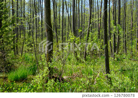 Springtime alder-bog sunny forest with standing water 126780078
