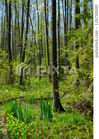 Springtime alder-bog sunny forest with standing water 126780080