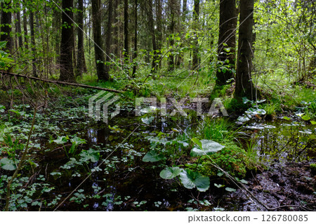 Springtime alder-bog sunny forest with standing water 126780085