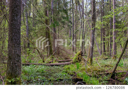 Springtime alder-bog sunny forest with standing water 126780086