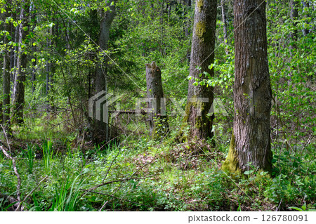 Springtime alder-bog sunny forest with standing water Springtime alder-bog sunny forest with standing water 126780091