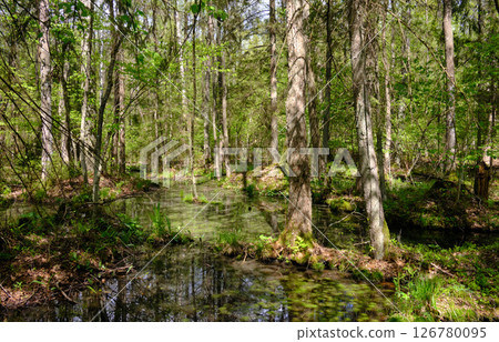 Springtime alder-bog sunny forest with standing water 126780095