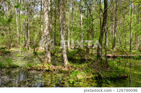 Springtime alder-bog sunny forest with standing water 126780096