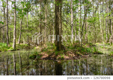 Springtime alder-bog sunny forest with standing water Springtime alder-bog sunny forest with standing water 126780098