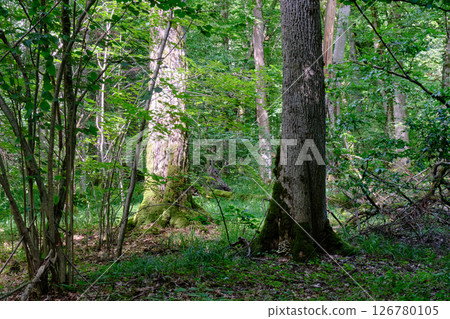 Moss wrapped old trees and younger ones around in sun Moss wrapped old trees and younger ones around in sun 126780105