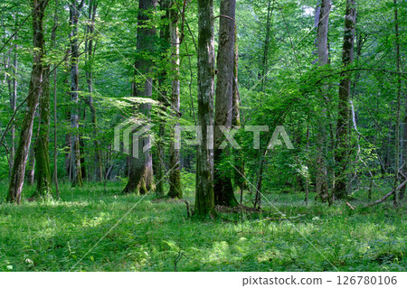 Moss wrapped old hornbeams and younger ones around 126780106