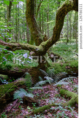 Oak tree broken branches lying with ferns around 126780111