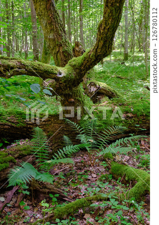 Oak tree broken branches lying with ferns around 126780112