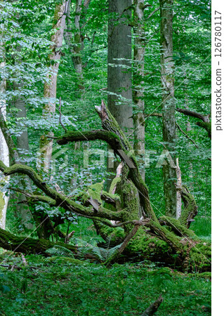 Oak tree broken branches lying with ferns around 126780117