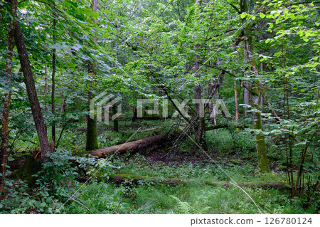 Late summer rich deciduous stand with old trees and lush foliage 126780124