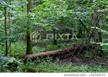 Late summer rich deciduous stand with old trees and lush foliage 126780135