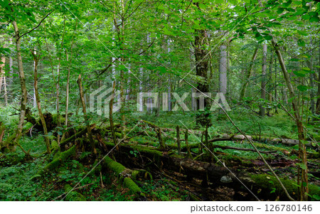 Late summer rich deciduous stand with old trees and lush foliage Late summer rich deciduous stand with old trees and lush foliage 126780146