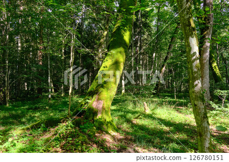 Late summer rich deciduous stand with old trees and lush foliage Late summer rich deciduous stand with old trees and lush foliage 126780151