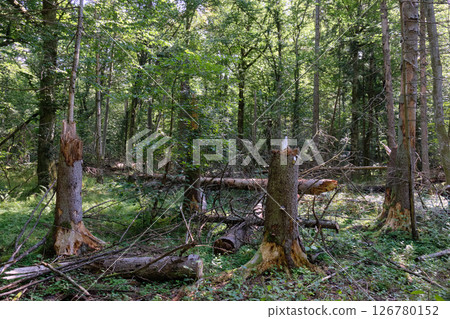 Late summer rich deciduous stand with old trees and lush foliage 126780152